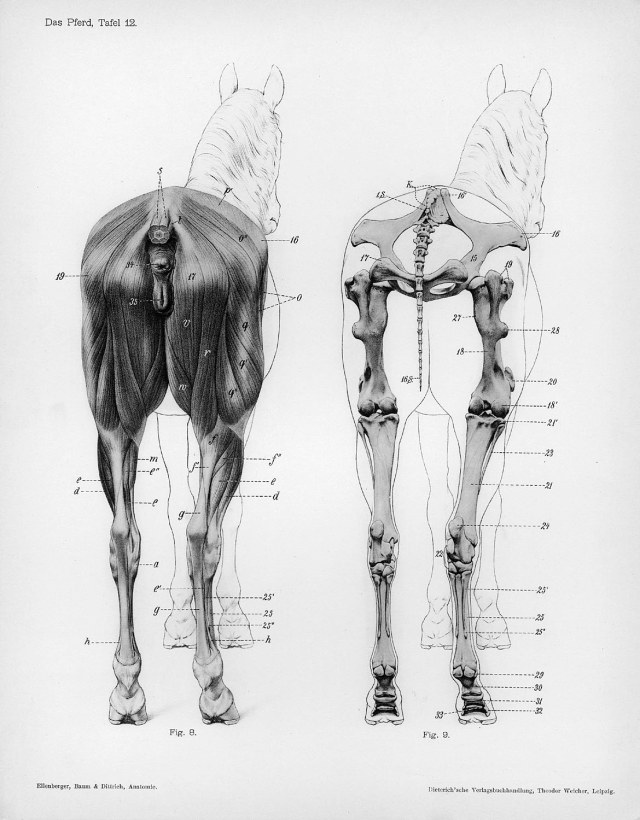 Horse_anatomy_posterior_view